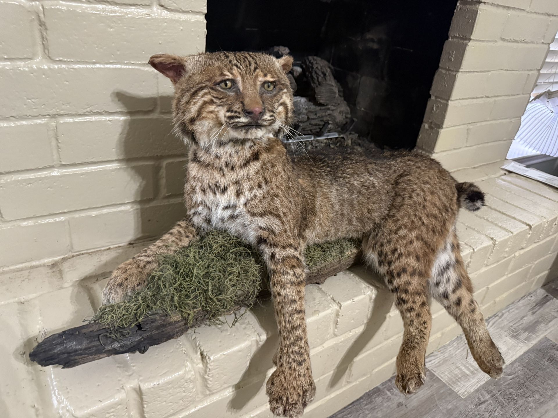 Huge Tom Bobcat Taxidermy Full Body Mount Cat