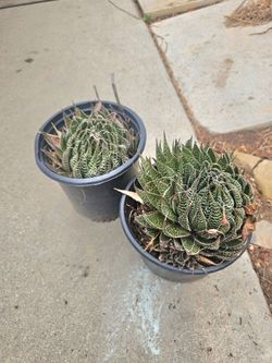 Plant With Pot $5 for each