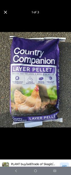 Chicken food layer pellets