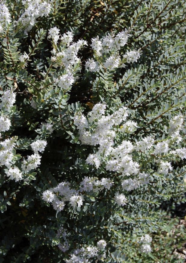 Huge Plant Sale - Hebe Western Hills