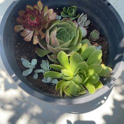 Succulents