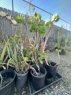 Various Green And Purple aeoniums
