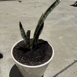 Snake Plant In Ceramic Pot