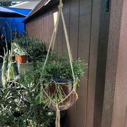 Hatiora Salicorniodes DANCING BONES Succulent Plant In A Brown Glazed Ceramic Pot With New Macrame Hanger 