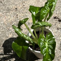 Alocasia Low Rider Plant 