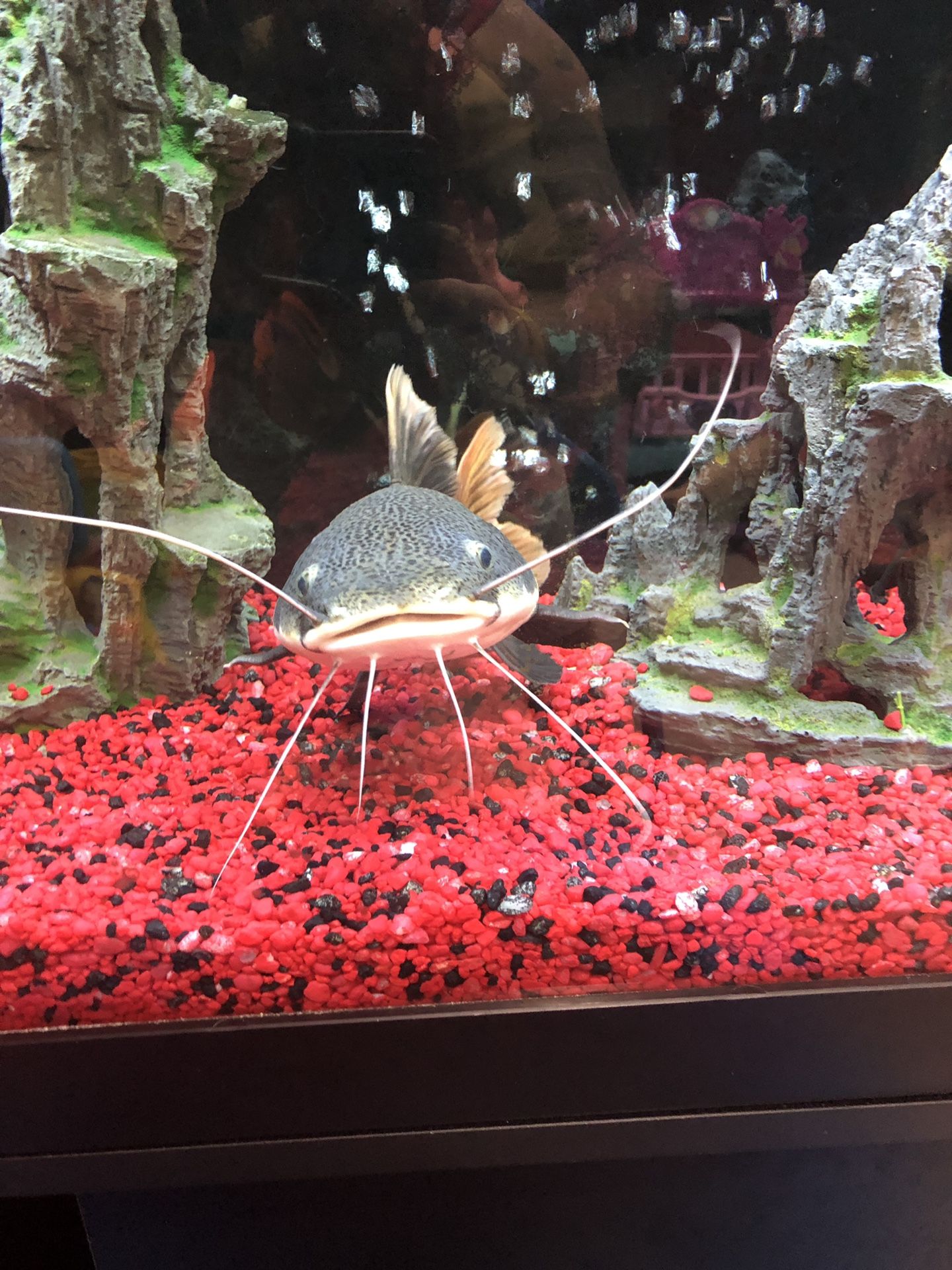 Red Tail Catfish and Black Belt Cichlid