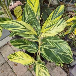 Variegated Shell Ginger Plant 