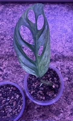 Monstera Adansonii Indo mint
