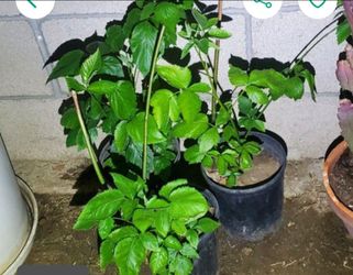 #48 Fruit Plant Sweet Black Berries  Thorn less.  No thorn