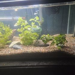 60 Gallon Aquarium Complete