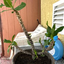 Potted Yellow Crown of Thorns