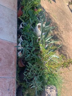 Part Two of Mixed Plants Collection