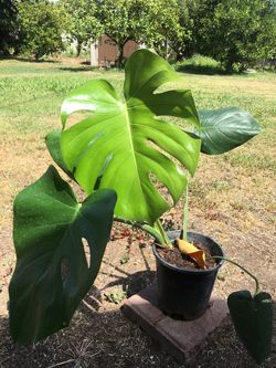 Plant