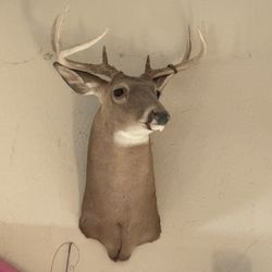 Deer Mount