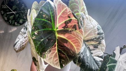 Alocasia maharani albo corm