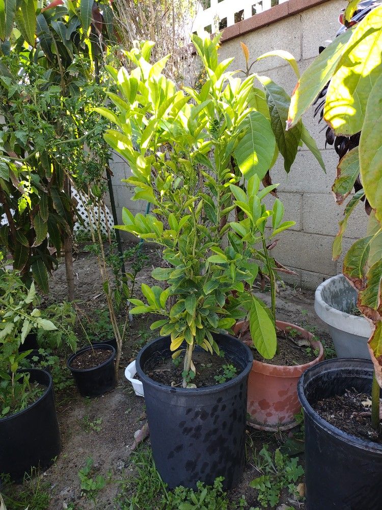 Lime Tree . Arbol De Limón Indio