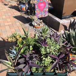 A Variety Of Succulent Plants In 3" Pots 