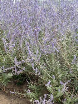 Russian sage