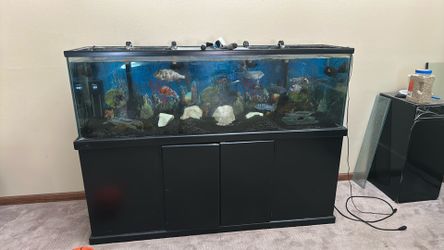 125 gallon fish tank. Fx 6 and fx4