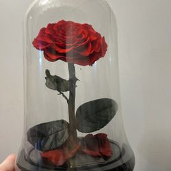 Preserved rose new 
