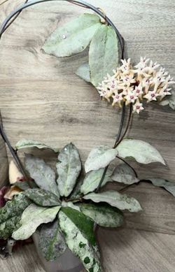 Hoya Mirtrata silver Borneo