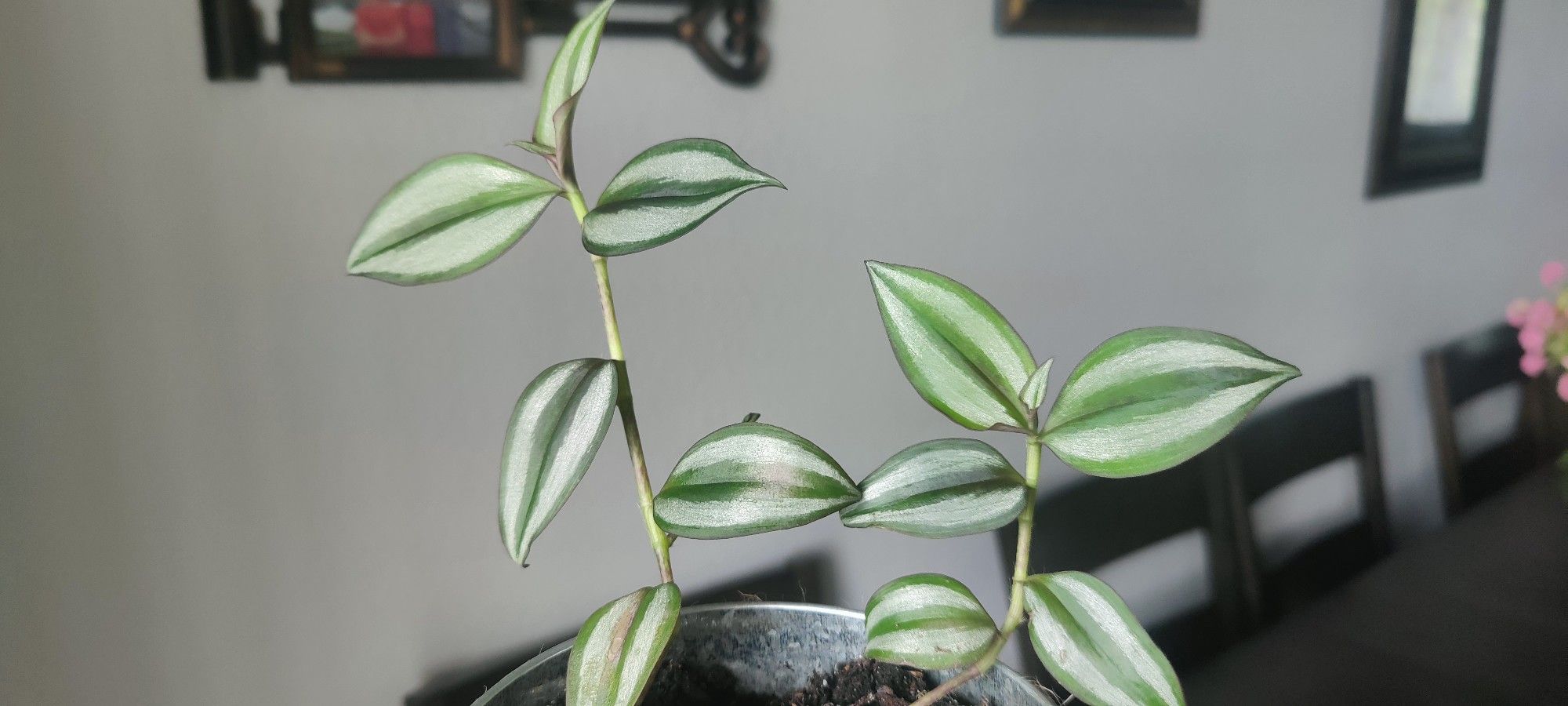 Tradescantia Zebrina - Silver Dust