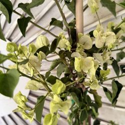 White Bougainvillea Plant Flower 