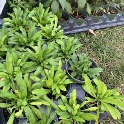 Culantro/mexican Cilantro Plant (4 Inch Cup) 2 For $10