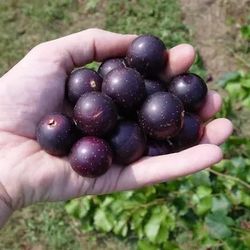 20 Non GMO Red Muscadine Grape Seeds