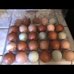 Farm Fresh Eggs 