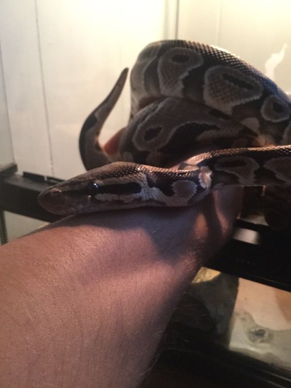 Ball python