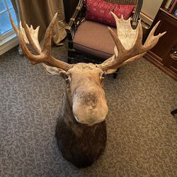 *Just Re-listed* Flawless Taxidermy Canadian Moose For Sale!!!