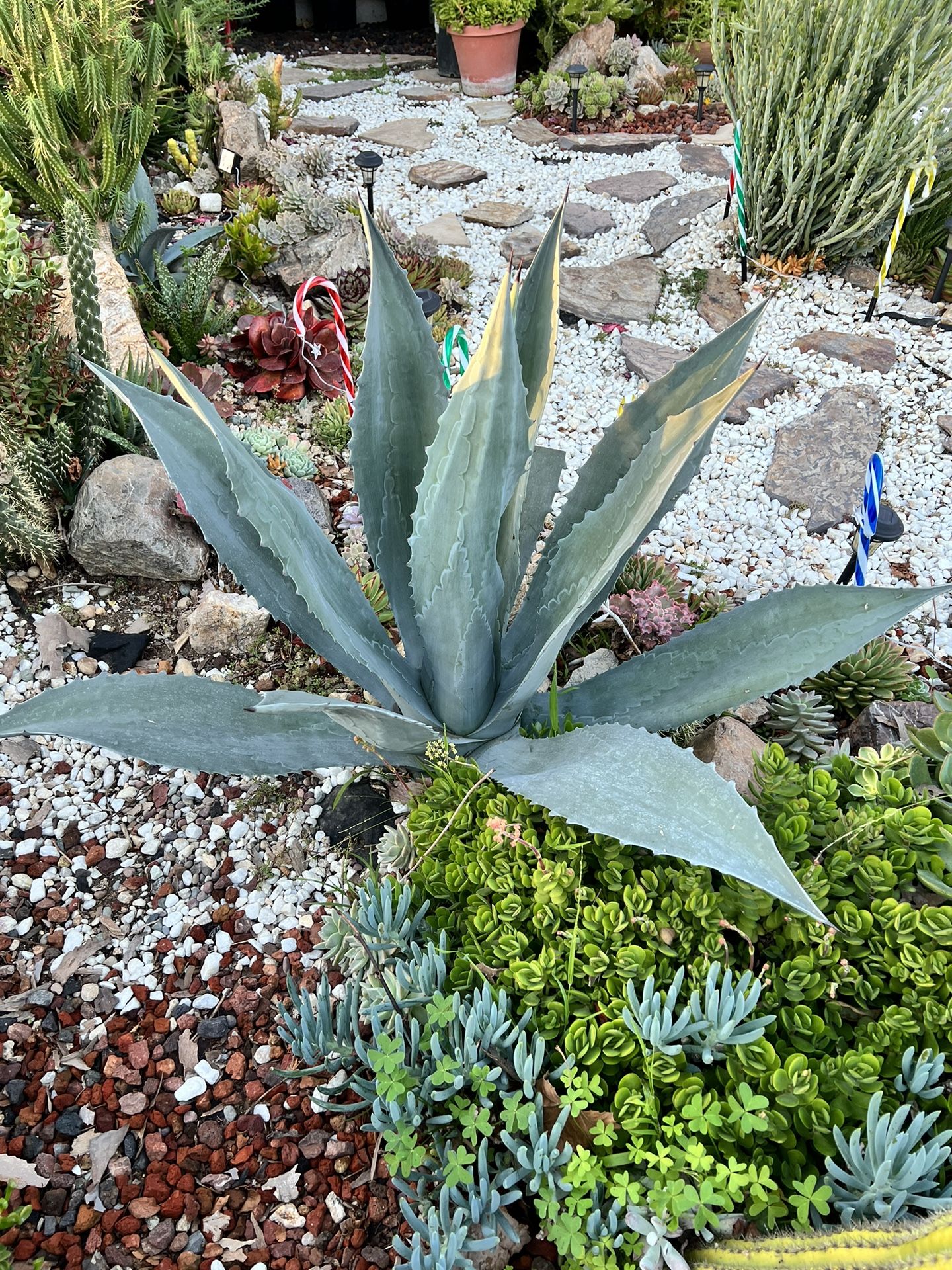 Blue Agave 