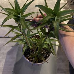 Plant 