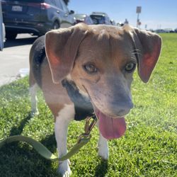 Oak Curio Vintage 1983