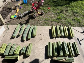 San Pedro Cactus Cutting