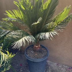 Healthy Sago Palm