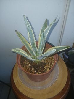 Varigated Centry Plant