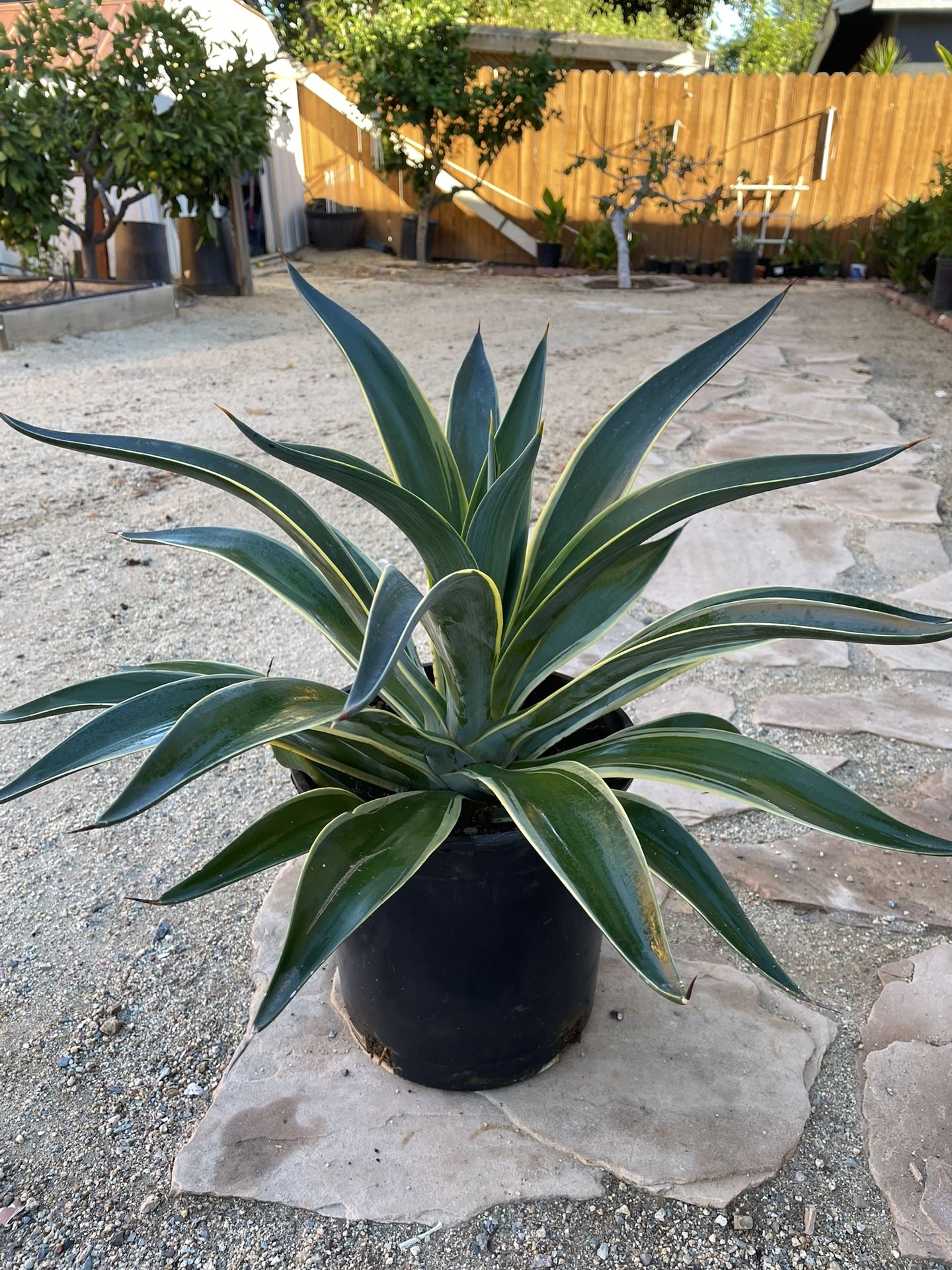Agave Desmettiana Variegata. (Smooth Agave)