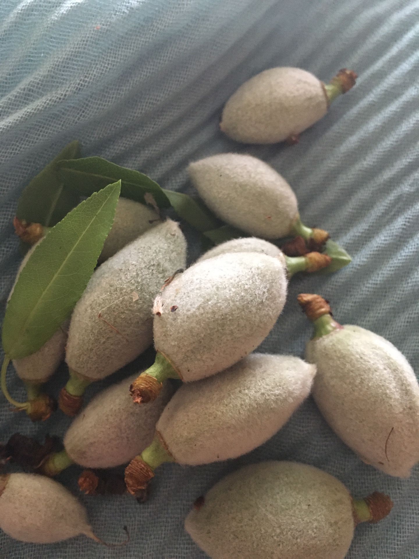 Hand Picked Fresh Almonds For Sale