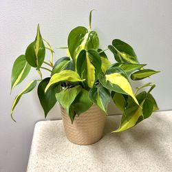 Brasil philodendron Plant