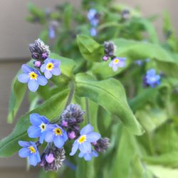 Forget-me-not Perennial Plant