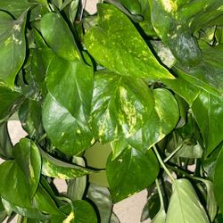 Planta Teléfono 