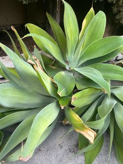 Foxtail Agave Cuttings 🌵🖤🌻🌴