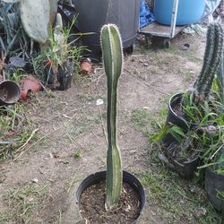 Mexican Fence Post Cactus Plant