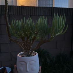 Mermaid Tail Succulent 