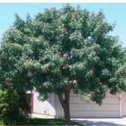 Red Push Pistachios Trees In 15 Gallón 7 1/2 The Tall $100 Each Price Firm