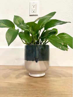 Ceramic Face Planter with Pothos Plant
