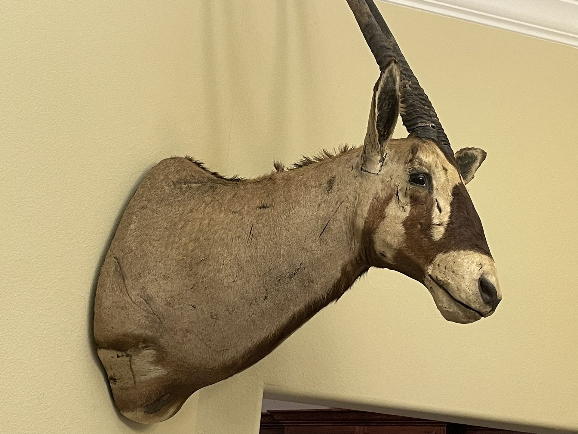 Animal Head