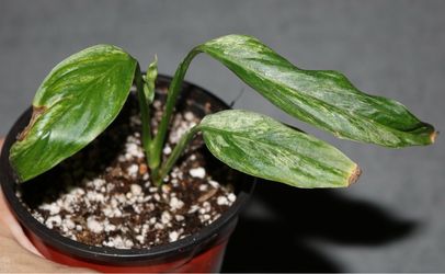 Monstera Laniata Mint – Rooted & Actively Growing 🌿